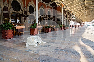 A large white dog lies on the platform of Istanbul`s historic train station. Turkey photo