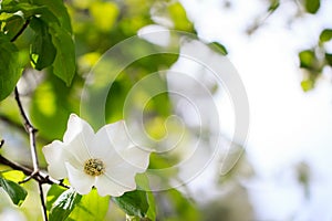 Large white dogwood flower against a blurred background