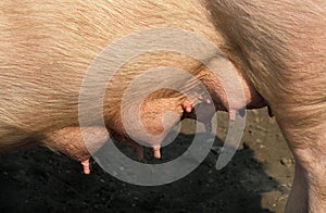 Large White Domestic Pig, Close up of Teats photo