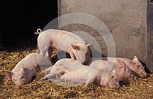 Large White Domestic Pig, Piglets