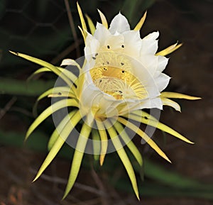 Large White Dragon Fruit Flower
