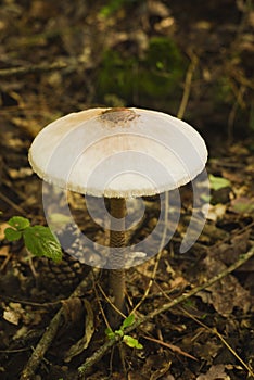 Large white drumstick mushroom