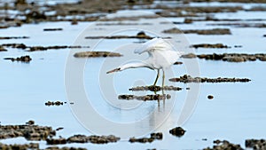Large white eastern reef egret