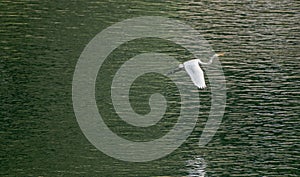 Large white egret flies gracefully over lake