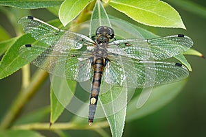 Large White-faced Darter - Leucorrhinia pectoralis or yellow-spotted whiteface small dragonfly genus Leucorrhinia in the family