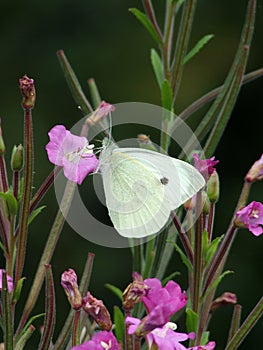 Large White female Butterfly feeding photo