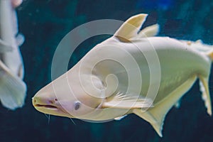 Large white fish with a hump in a tropical aquarium