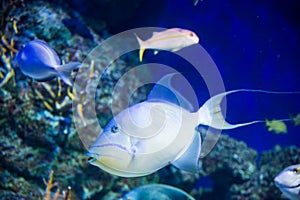 Large white fish swimming in an aquarium close-up on a background of the other fish, Singapore