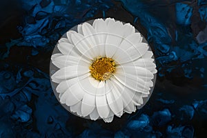 Large white flower on dark blue background, alcohol ink art