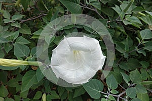 Large white flower of Datura innoxia