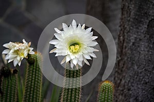 Large white flower of an organ pipe cactus (stenocereus thurberi), native to Mexico