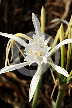 Large white flower Pancratium maritimum