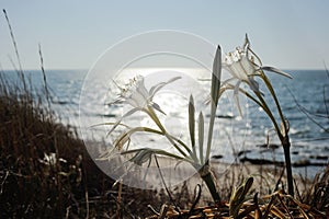 Large white flower Pancratium maritimum