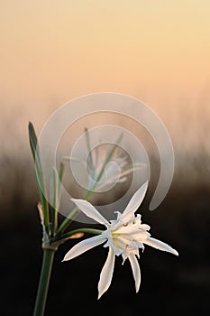 Large white flower Pancratium maritimum