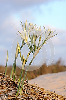 Large white flower Pancratium maritimum