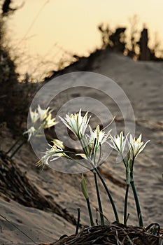 Large white flower Pancratium maritimum