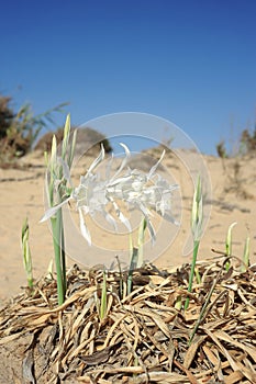 Large white flower Pancratium maritimum