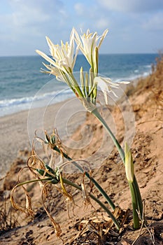 Large white flower Pancratium maritimum photo