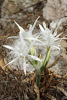 Large white flower Pancratium maritimum photo