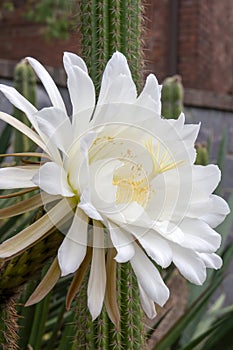 Large white flower of an soehrensia spachiana or white torch cactus