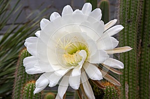 Large white flower of an soehrensia spachiana or white torch cactus