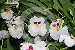 Large, white flowers in the greenery of the garden.