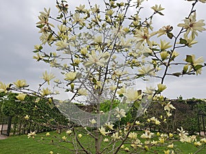 Large white flowers of magnolia acuminata on trees in a city park