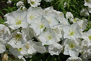 Large white flowers of Oenothera speciosa
