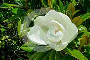 large, white and fragrant flowers of the Magnolia grandiflora, a striking evergreen tree with large, dark green leaves