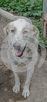 Large white friendly dog in the garden