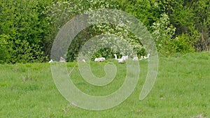 Large white geeses walk on green lawn in summer. Breeding domestic bird at poultry farming. Static view.