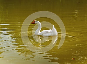 Large White Goose Floating on a Lake