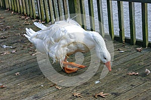 A large white goose with a red beak is walking along a wooden pier in the Pete Sensi Park, NJ
