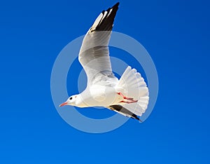 Large white gull flies against a blue clear sky
