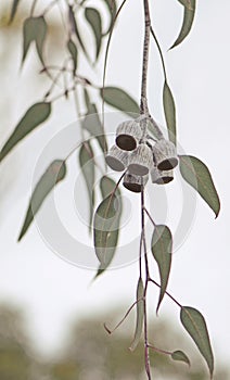 Large white gumnuts and grey green leaves of the Australian native Silver Princess, Eucalyptus caesia photo