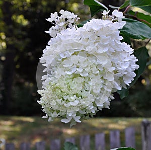 Large White Hydrangea