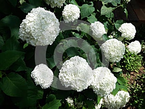 Large white hydrangea bush