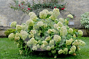 Large White Hydrangea Bush