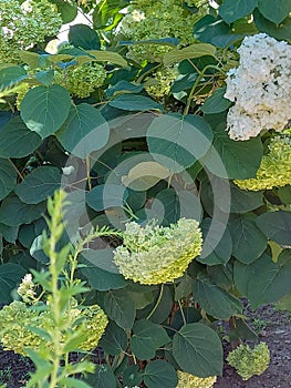 The large white hydrangea on the bush attracts attention