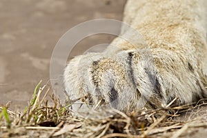 Large white lions paw resting on some grass