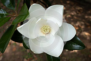 Large White Magnolia Bloom in the Summertime