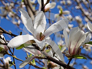 A large white magnolia flower against a blue sky background