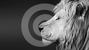 Large white male lion ( Panthera leo ) black and white facial side portrait