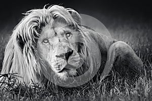 Large white male lion (Panthera leo) portrait in black and white close-up