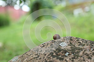 Large white mollusk snails with light brown striped shell, crawling on moss. Snail gliding on the wet grass texture