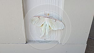 Large white moth insect on wood pillar or wall