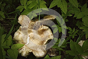 Large white mushroom in the forest. autumn harvest of mushrooms after rain. beautiful mushroom in green grass