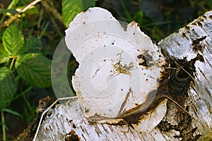 Large White Mushroom Growing On a Fallen Birch Tree