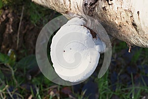 Large White Mushroom Growing On a Fallen Birch Tree