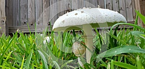 Large white mushrooms growing in green grass yard